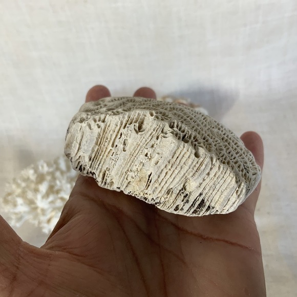 Natural Sea Finger Branch Brain Assorted Coral‎  Aquarium Decor - Picture 8 of 9